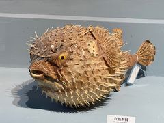 -浙江自然博物院(杭州馆)