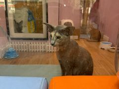-联合动物医院(光谷诊疗中心)