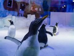 -芜湖新华联大白鲸海洋公园