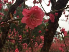 -南国桃园旅游度假区