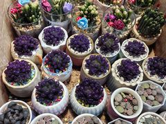 -循礼门鲜花花市(武汉循礼门店)