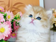 -小猫来了·猫舍(红山六九七九店)