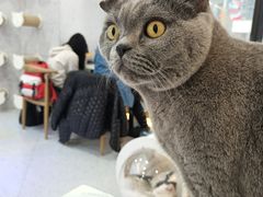 -喵园·猫主题咖啡厅·撸猫·猫咖(国贸店)