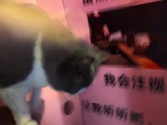 -神盾局密室逃脱(in77店)