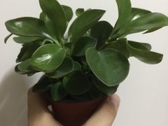 -龙大花卉苗木市场