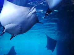 -迪拜水族馆及水下动物园