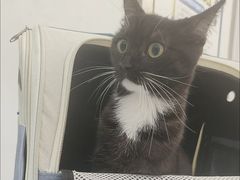 -四月宠物医院·猫专科·心脏专科·内科(转塘店)