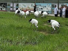 -盐城丹顶鹤湿地生态旅游区