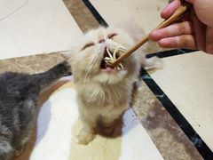 -猫色咖啡·猫咖