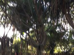 -瑞丽独树成林风景区