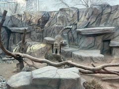 -青藏高原野生动物园