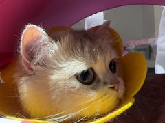 -艾贝尔宠物医院·24H转诊中心·肿瘤猫专科(江宁双龙店)