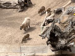 -圣地亚哥动物园