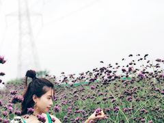 -紫颐香薰山谷景区