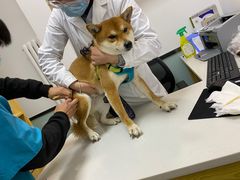 -中农大我爱我爱动物医院·核磁CT·猫病·24小时夜诊中心(石佛营店)