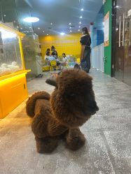 -神奇动物撸宠馆·羊驼·小浣熊·异宠(豫园店)