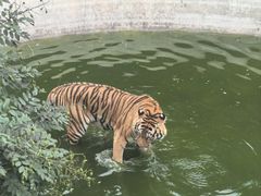 -石家庄市动物园