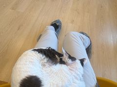 -有喵·猫咖·狗咖·40+猫狗有小奶狗(岗厦店)