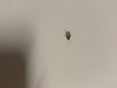 -BHC炸鸡(明洞总店)