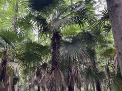 -东平国家森林公园