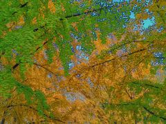 -三里屯东五街银杏大道