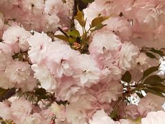 -古柏渡飞黄旅游区