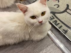 -BABIT巴比特宠物(MOMOPARK店)