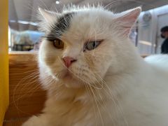-猫小院猫主题咖啡厅(北锣店)