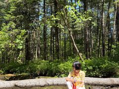 -汤旺河林海奇石景区