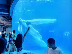 -海合安成都极地海洋公园