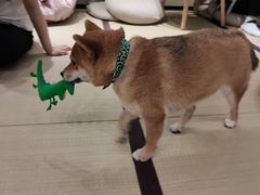 -逗柴咖啡屋·狗咖猫咖宠物桌游
