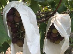 -马陆小张葡萄园农家乐