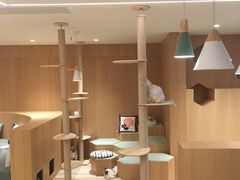 大堂-CAT’S MEWSTAR CAFE·喵星球猫屋(晴湾咖啡店)