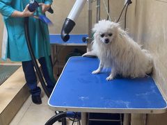 -佳雯宠物医院·皮肤科·内外科(春晓路分院)