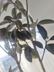 -HEYAN荷妍专业脱毛连锁机构