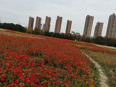 -映月湖中央公园