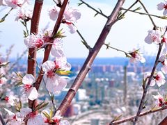 -白水寺森林公园