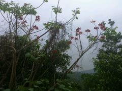 android_upload_pic-火炉山森林公园