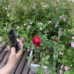 点击看大图 -安琪朵朵独栋花园月子中心