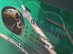 -上海大自然野生昆虫馆(东方明珠·爬宠昆虫探索中心)