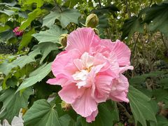 -上海鲜花港