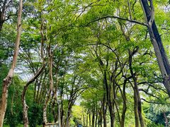 -东莞植物园