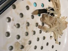 -青蓬蒸汽海鲜·深圳老字号·团建聚会(壹方城店)