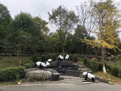 -都江堰中华大熊猫苑