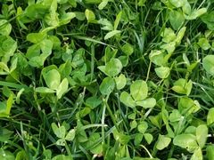 -小鲨鱼游泳培训(会展中心店)