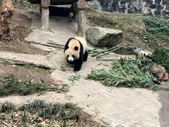 -中国大熊猫保护研究中心雅安碧峰峡基地