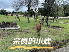 -奈良公园