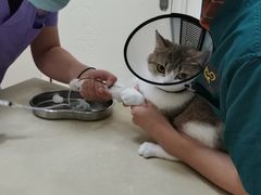 -瑞派康怡24h宠物医院·犬猫医疗中心·微创绝育(瑞景分院)