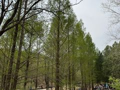 -白水寺森林公园