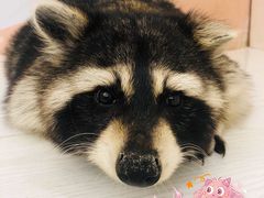 -浣熊柯尔鸭土拨鼠·电玩咖
